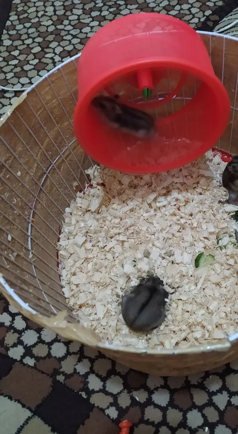 همستر کمپل|موش و خرگوش|پرند, فاز ۶|دیوار