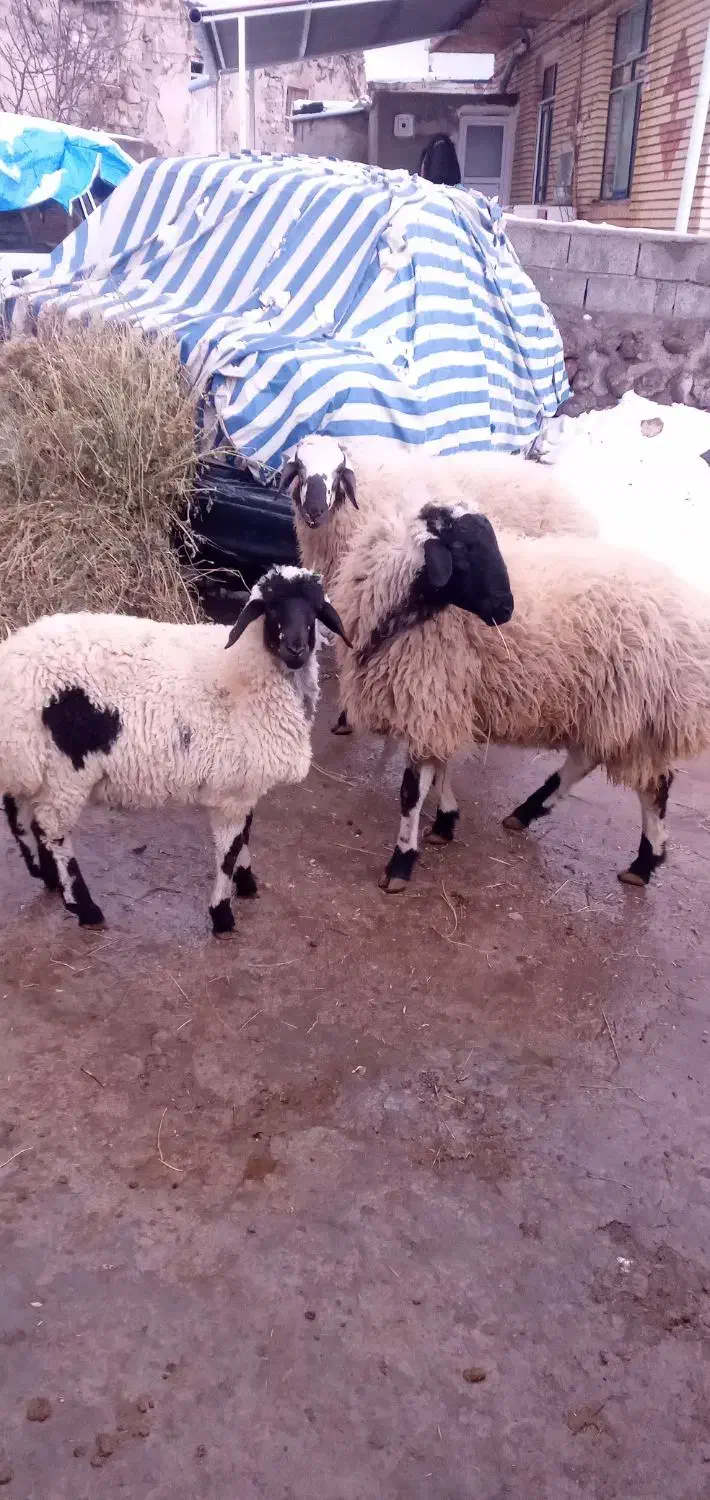 طولی|حیوانات مزرعه|مشگین شهر, |دیوار