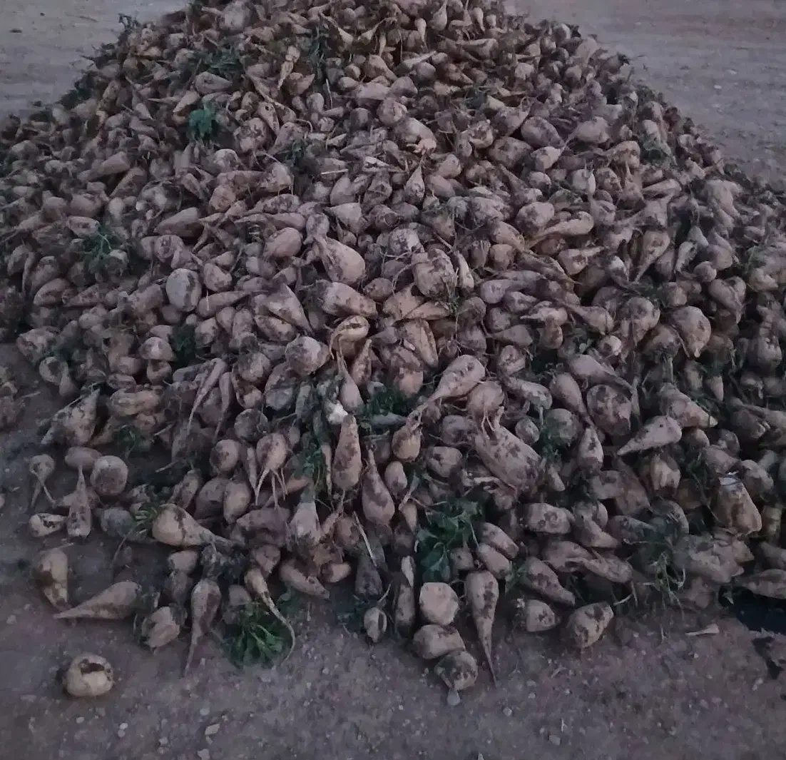 چغندر|عمده‌فروشی|کنگاور, |دیوار