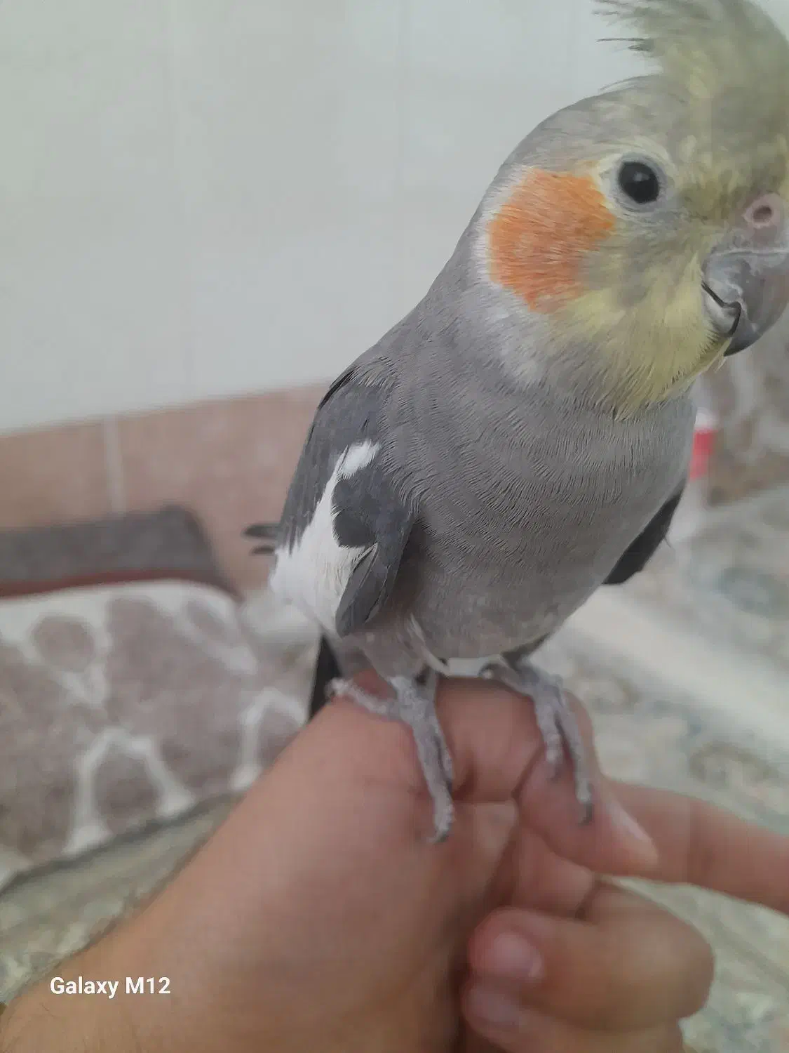 عروس هلندی سالم|پرنده|قم, محمد آباد|دیوار