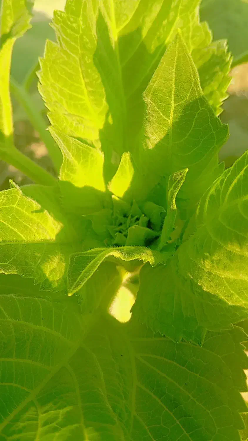 گرگا وبادمجون|خوردنی و آشامیدنی|میناب, |دیوار