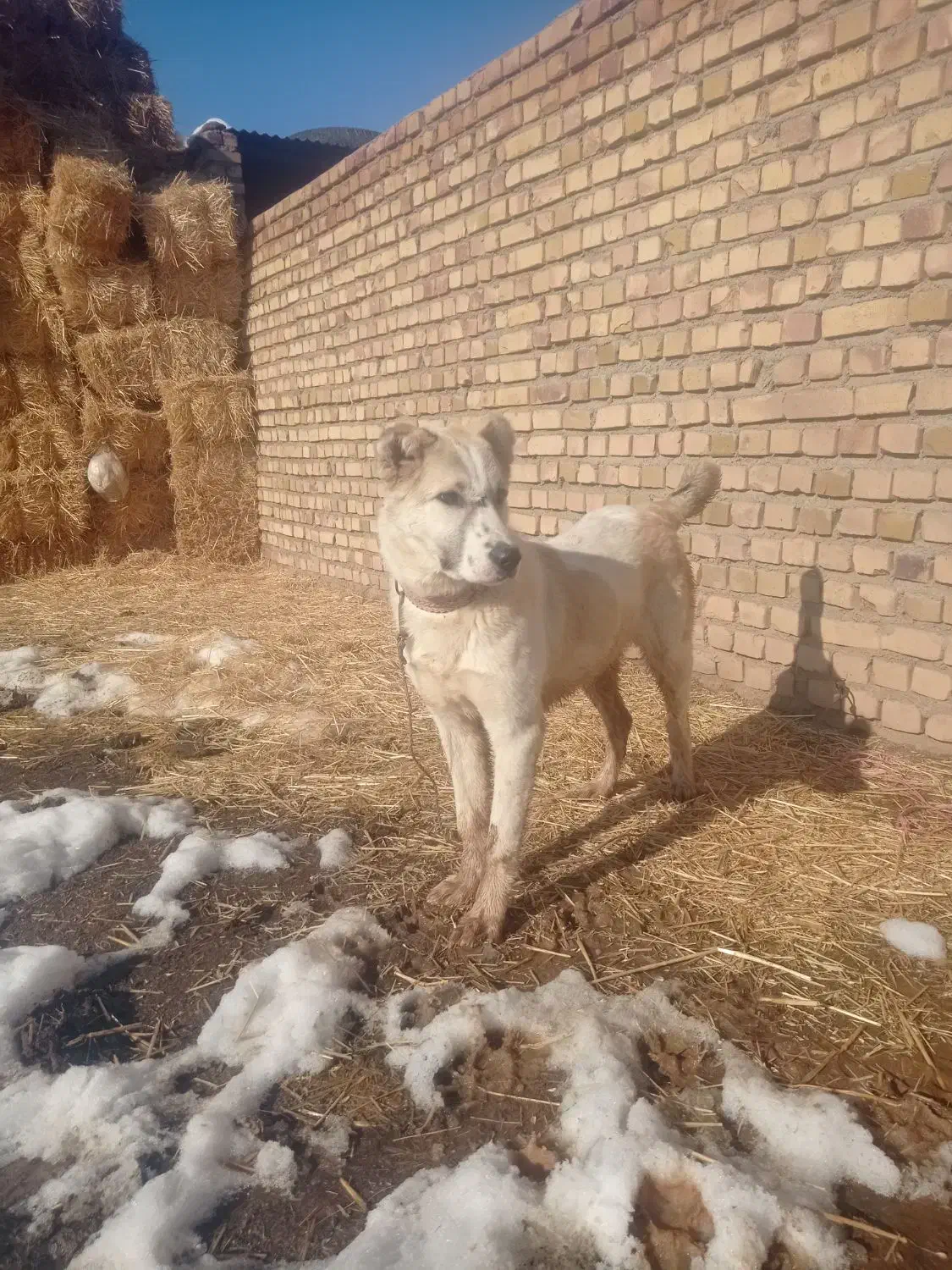 کوچوک|سگ|تربت جام, کاریز نو سفلی|دیوار