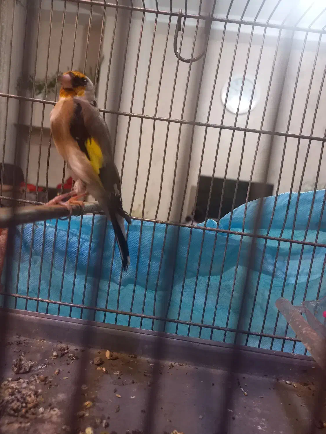 سهره جوجه قفس عروسک جفتی قواره دار|پرنده|ماهدشت, |دیوار