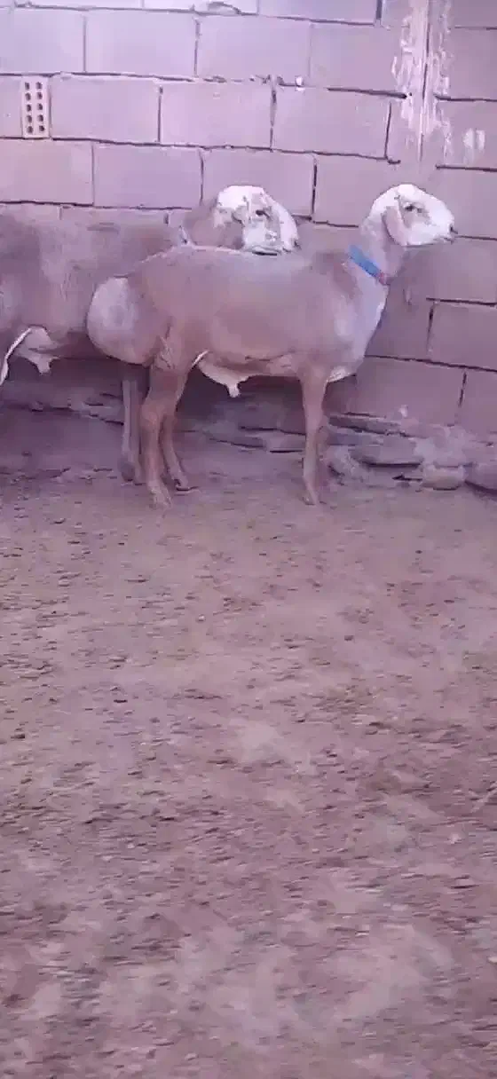 بره قوچ چینی|حیوانات مزرعه|شهرآباد, |دیوار