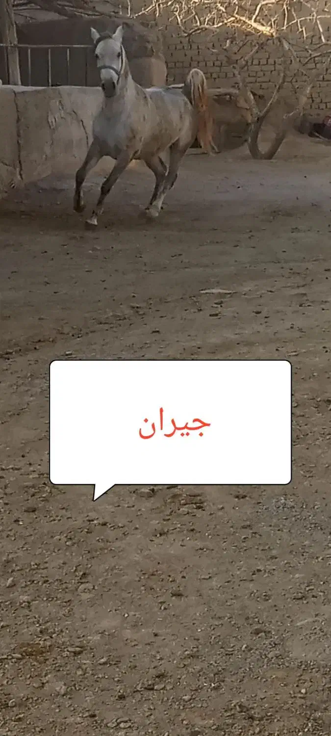 مادیان کرد|اسب و تجهیزات اسبسواری|ملایر, |دیوار