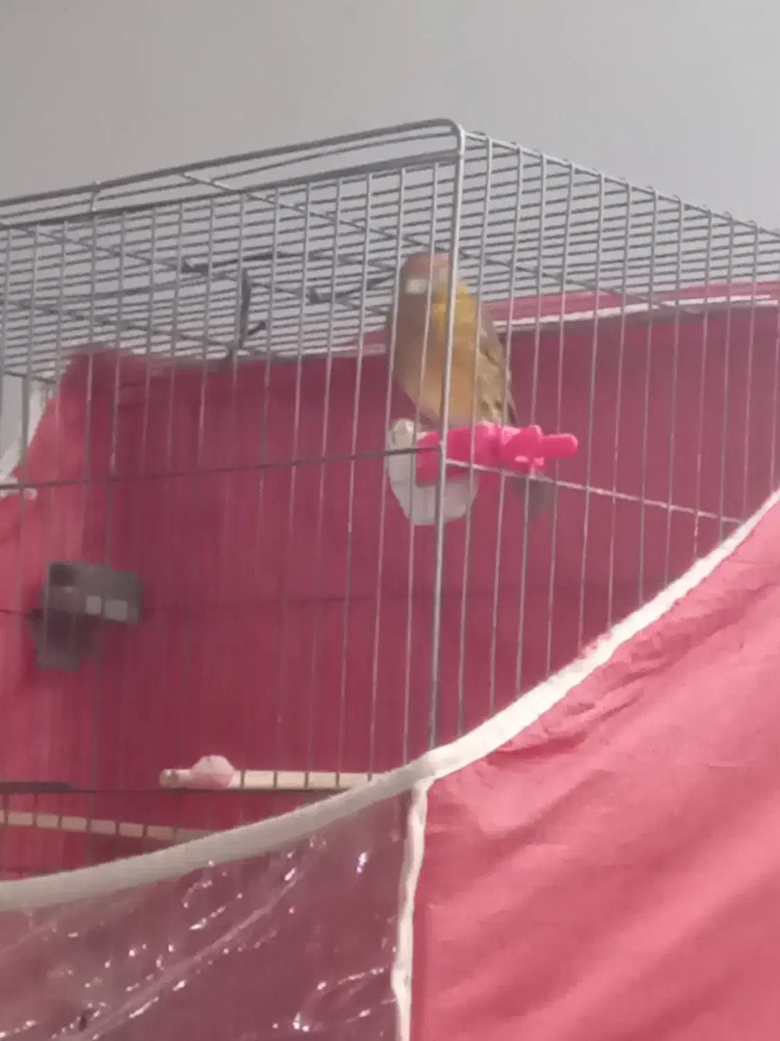 سقا و سهره قناری|پرنده|کرمان, |دیوار