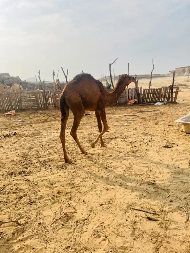 شتر|حیوانات مزرعه|قشم, |دیوار