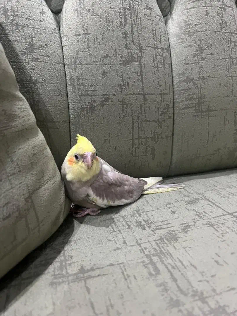 عروس هلندی|پرنده|تهران, امیریه|دیوار