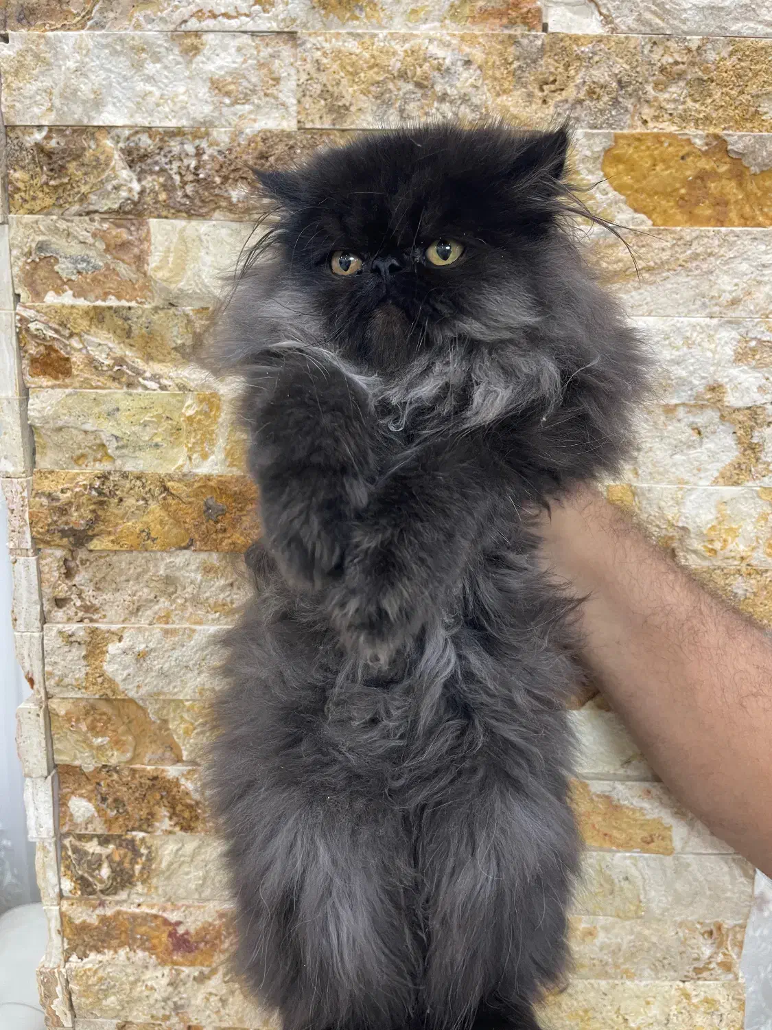 پرشین بلو|گربه|ارومیه, |دیوار