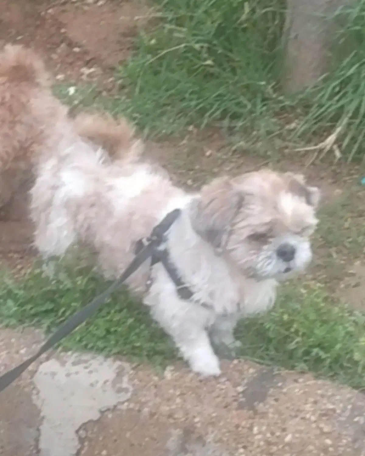 سگ gom shodeh|سگ|شیراز, چوگیاه‎|دیوار