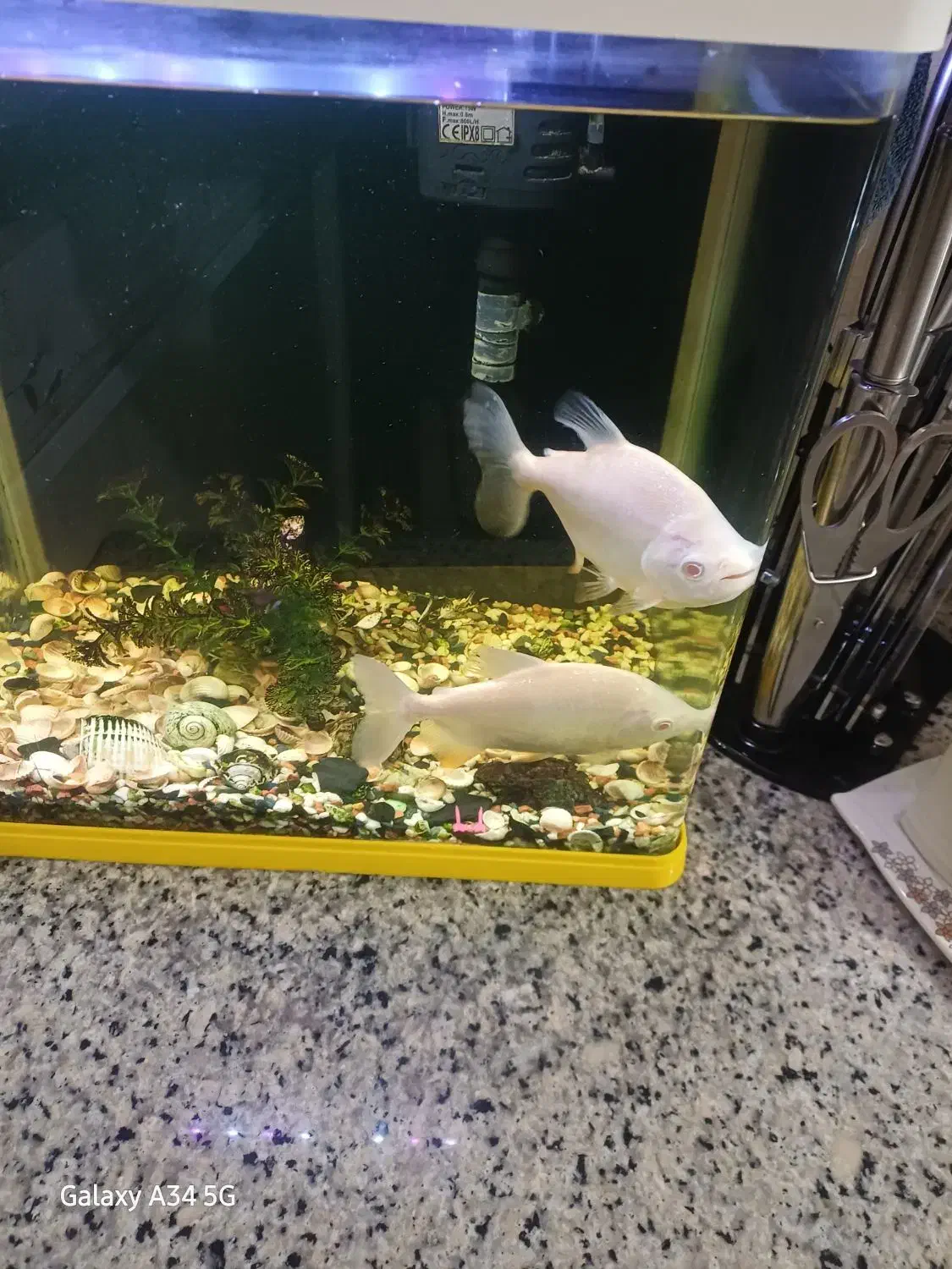 پیرانا گوشت خوار|ماهی|ماهدشت, |دیوار