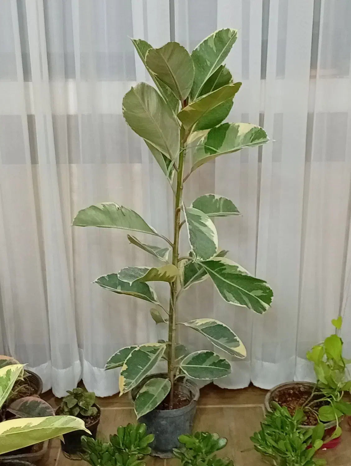 گل طبیعی|گل و گیاه طبیعی|بیرجند, |دیوار