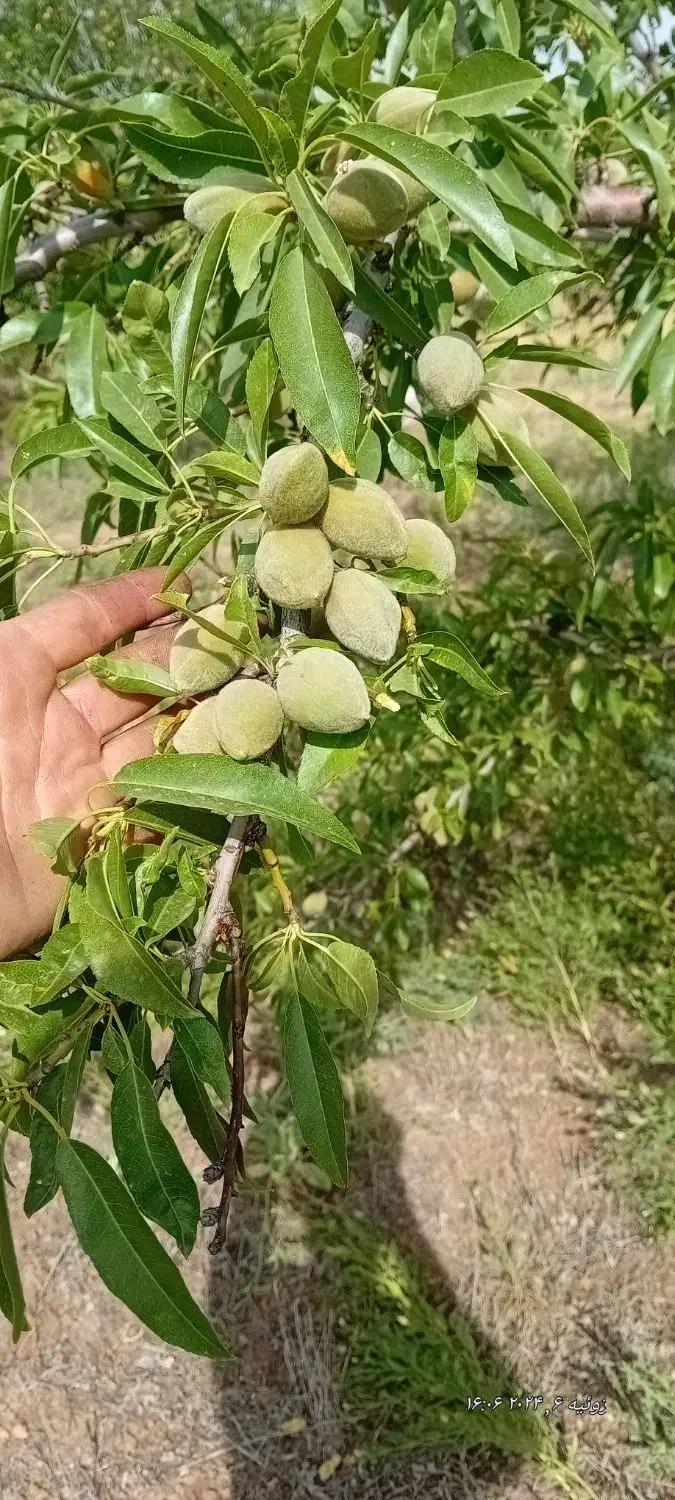 فروش نهال ضمانتی|خدمات باغبانی و درختکاری|قزوین, |دیوار