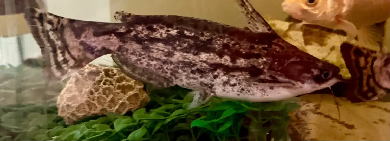 ماهی پنگوسی|ماهی|تهران, کاج|دیوار