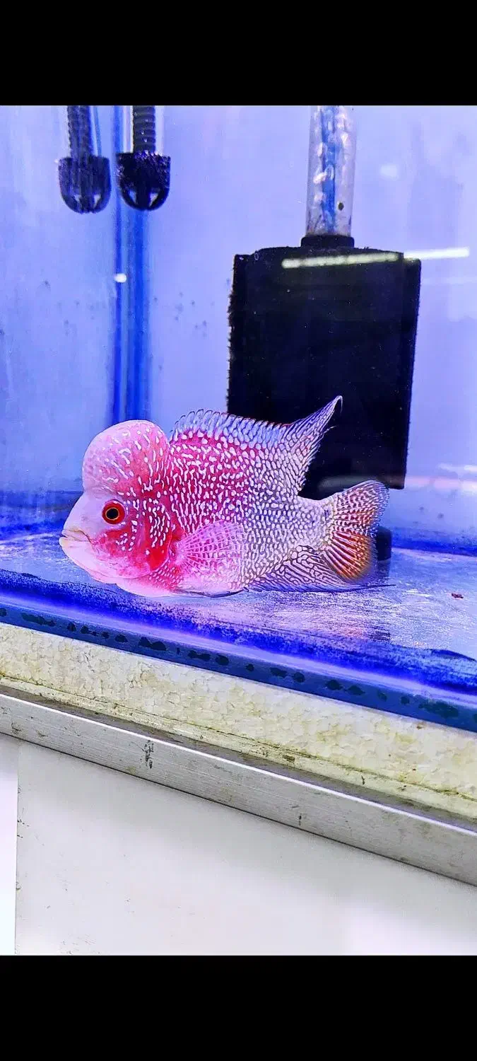 فلاور تایلندی جفت مولد و تک زیر قیمت همه جا|ماهی|نسیمشهر, |دیوار