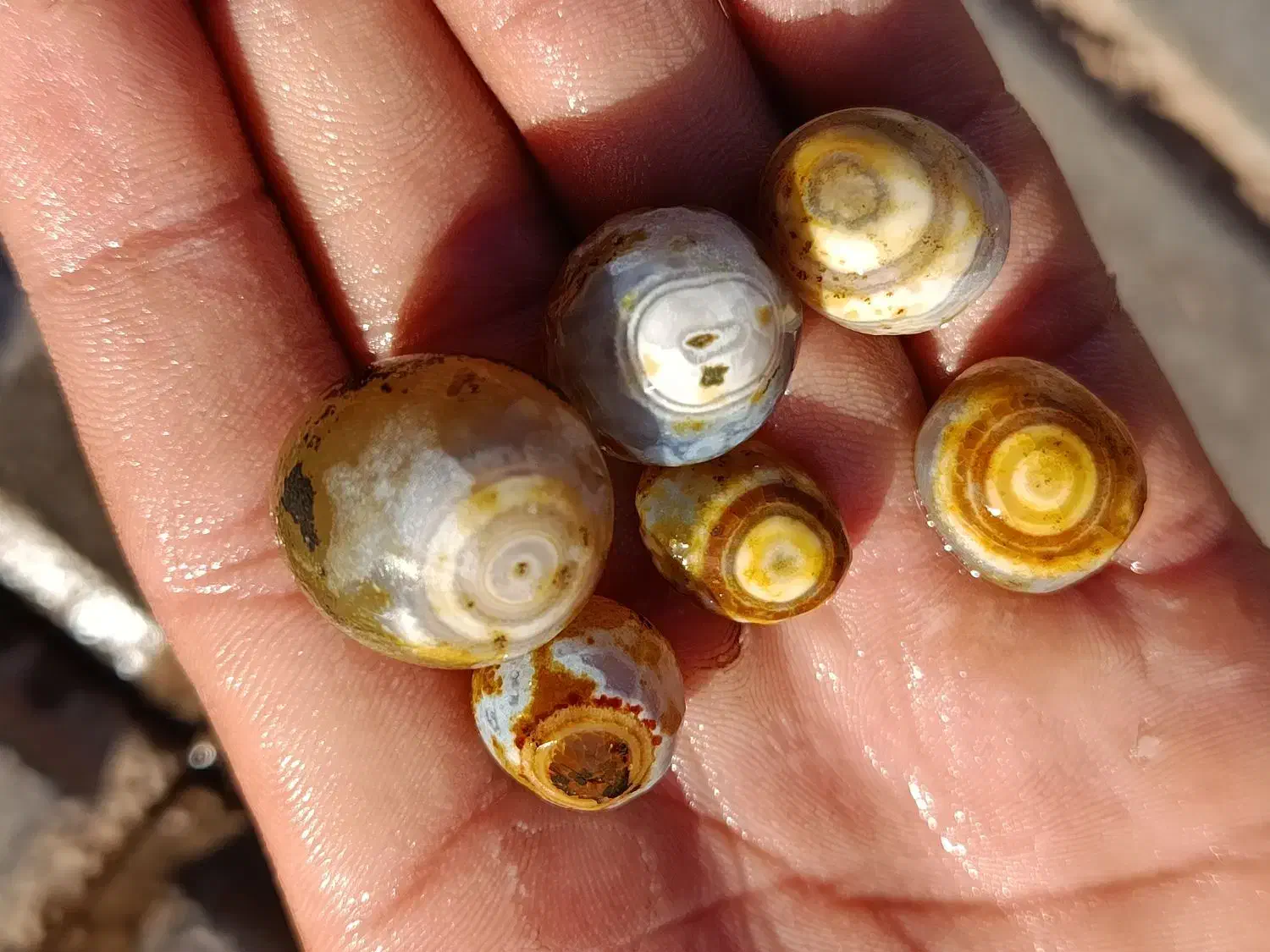 باباقوری|جواهرات|آیسک, |دیوار