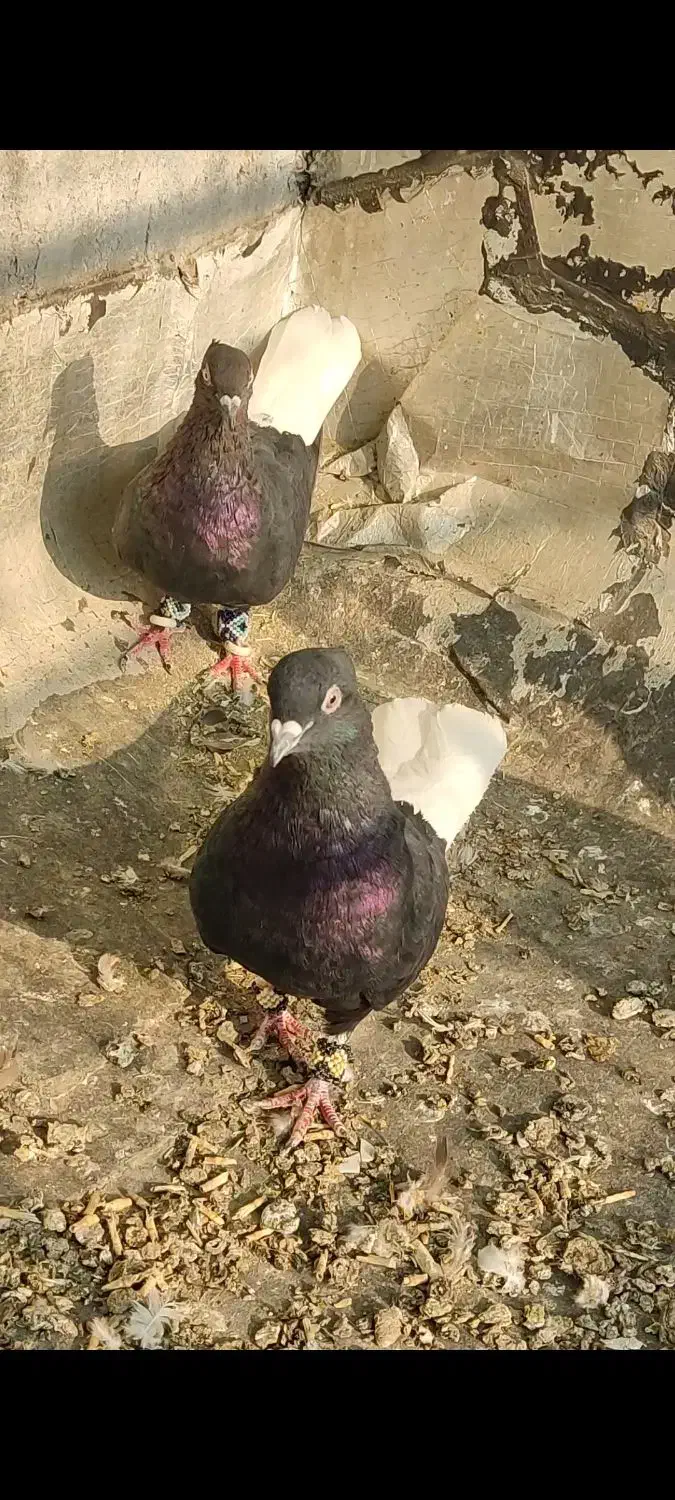 اشعل|پرنده|باوی, |دیوار