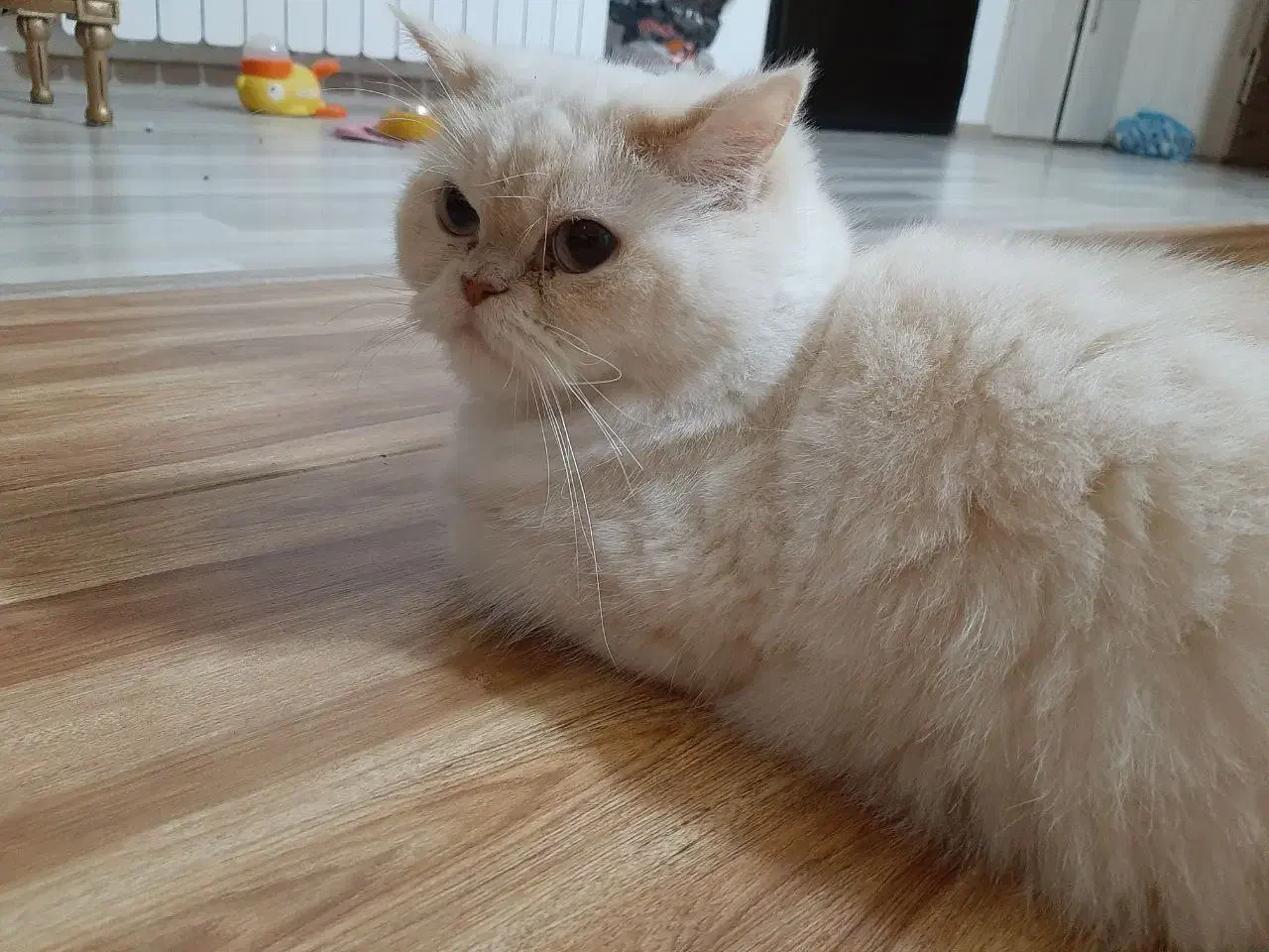 گربه پرشین عروسکی|گربه|ارومیه, |دیوار