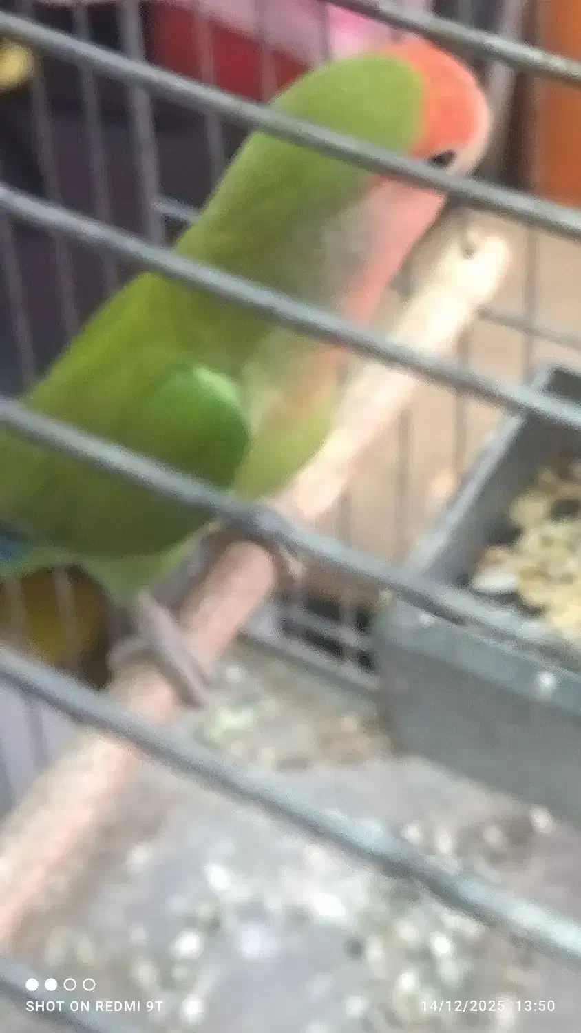 طوطی برزیلی صورت هولی ماده.فوری|پرنده|تهران, مینای شمالی (مخبر)|دیوار