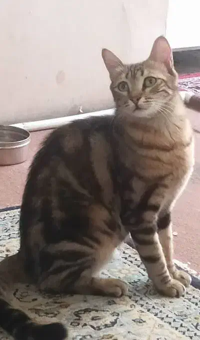 واگذاری فوری|گربه|تهران, آشتیانی|دیوار