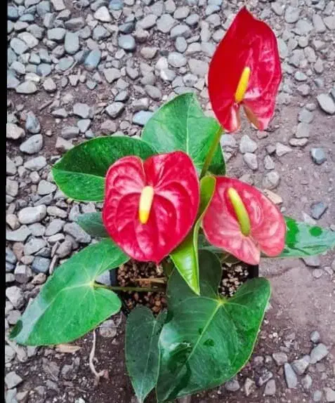 گلها فروشی|گل و گیاه طبیعی|خاش, |دیوار