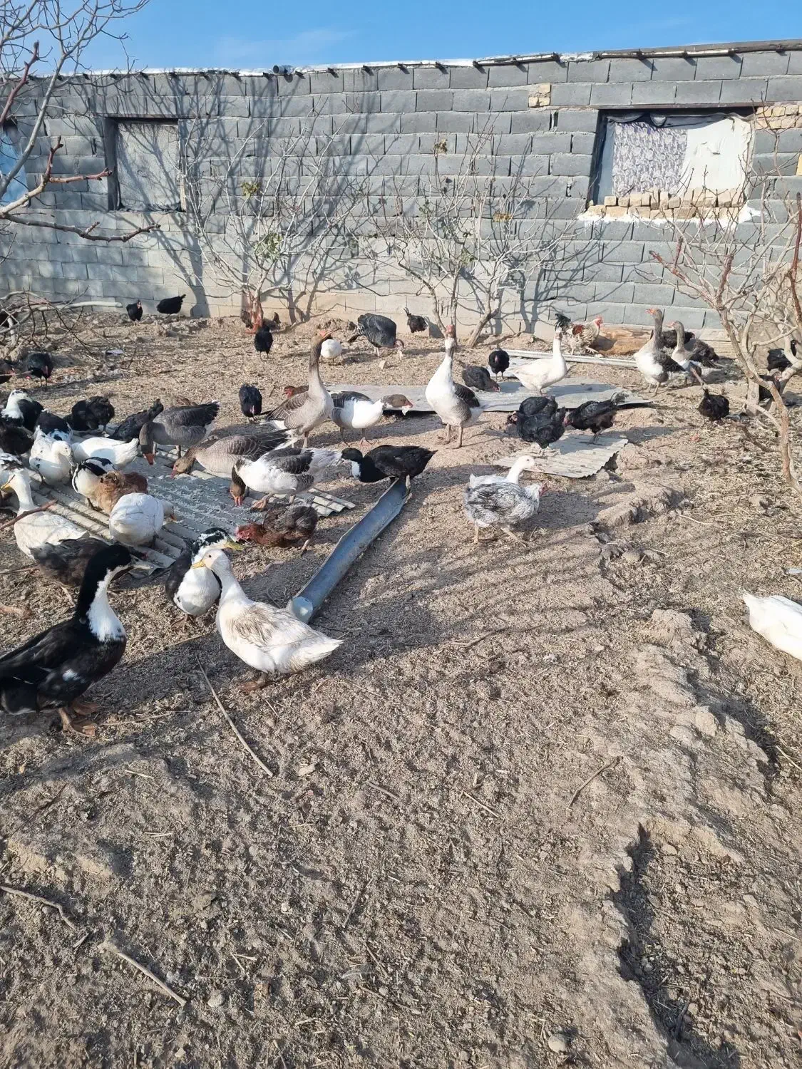 فروش مر غ وبوقلمون وسگ پاپی|حیوانات مزرعه|ساوه, |دیوار