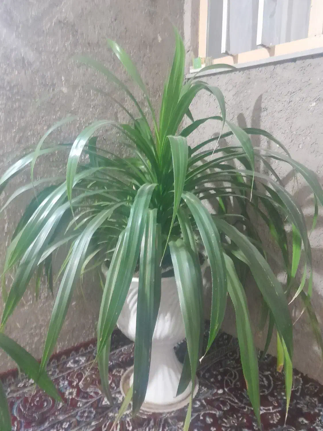 فروش گل|گل و گیاه طبیعی|سنندج, |دیوار