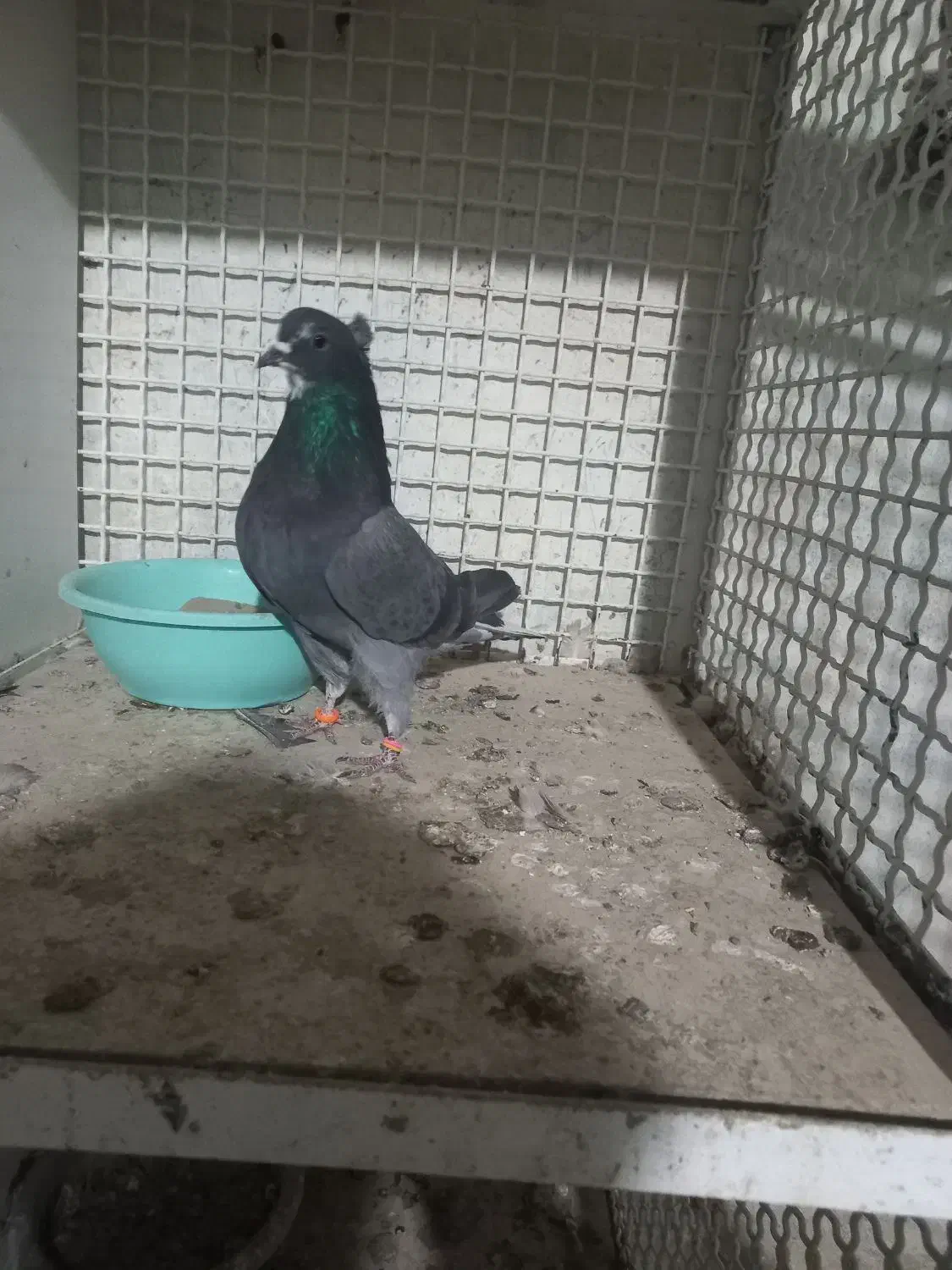 تهرانی|پرنده|بشاریات, |دیوار