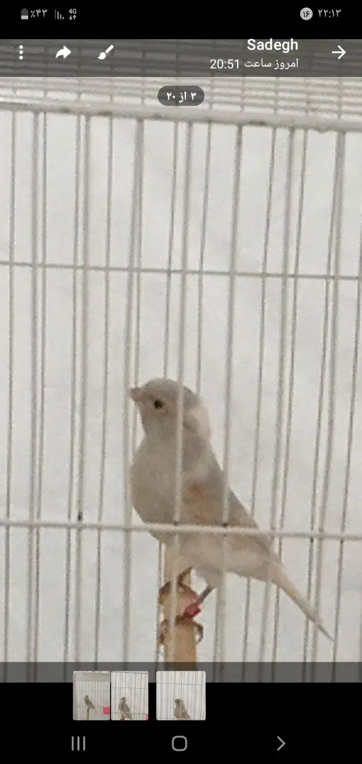 قناری سیلور نقرهای سفید|پرنده|مشهد, شهید معقول|دیوار