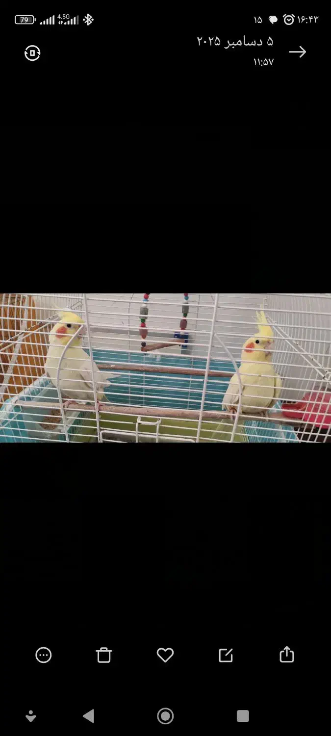 جفت عروس هلندی لوتینو|پرنده|ساری, |دیوار