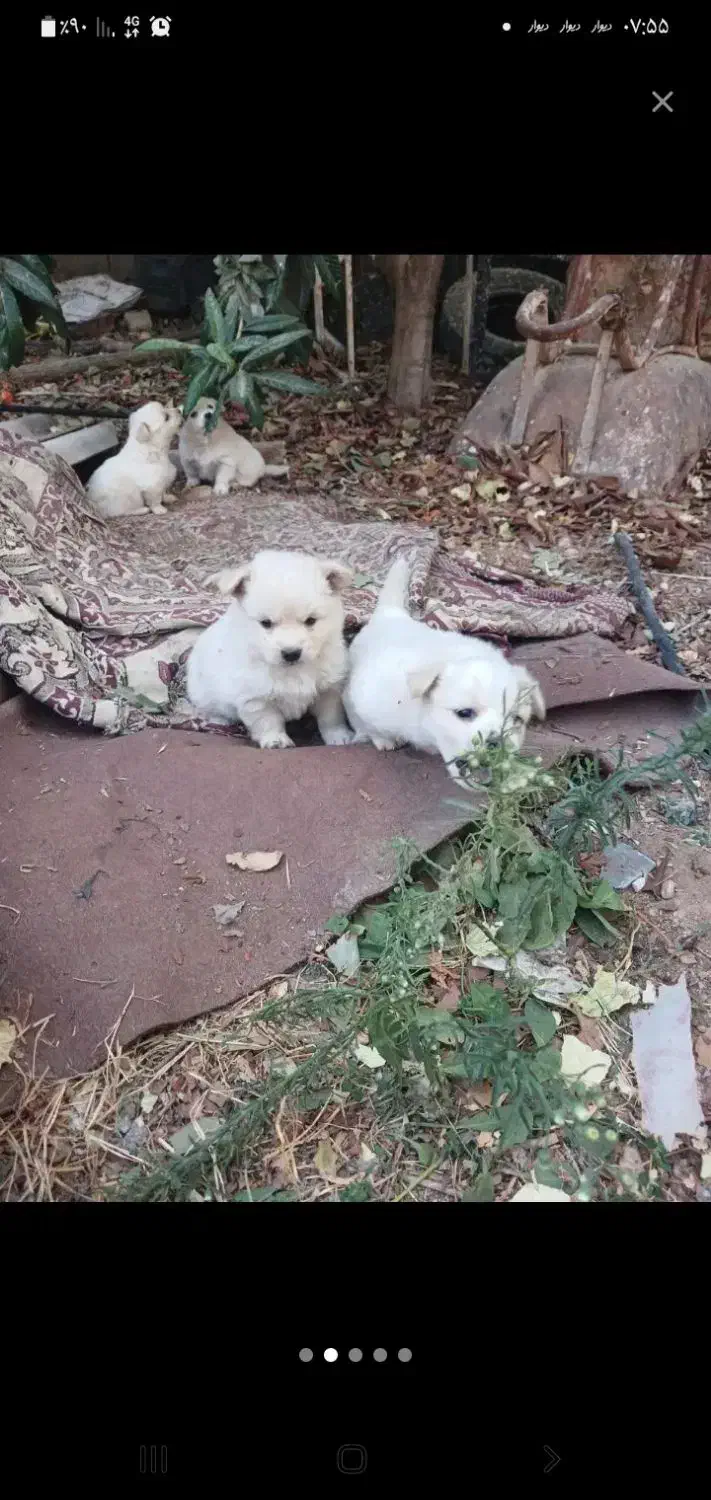 یک سگ پیدا شده مرودشت میدان معلم پارک نیایش|سگ|مرودشت, فاز دوم شهرک فرهنگیان|دیوار