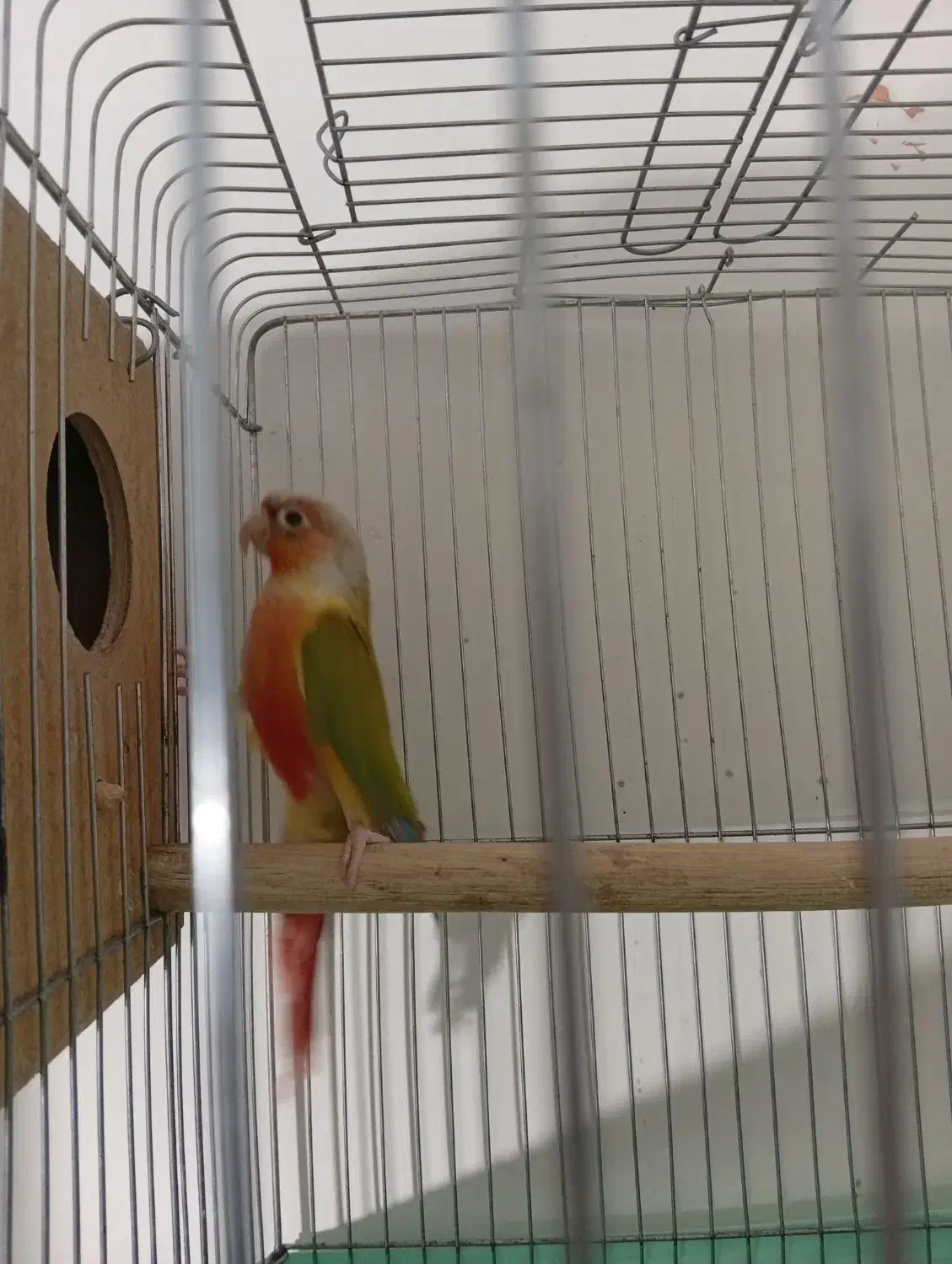 جفت گرینچیک|پرنده|سمنان, |دیوار