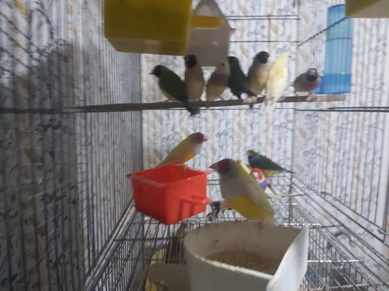 فنج گلدین همه بالغ|پرنده|فومن, |دیوار