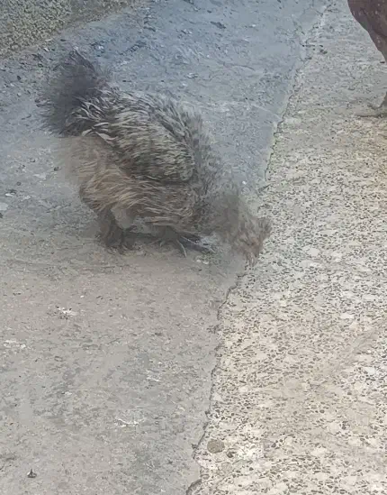 جوجه خروس ابریشمی|حیوانات مزرعه|شیراز, کوشک میدان|دیوار