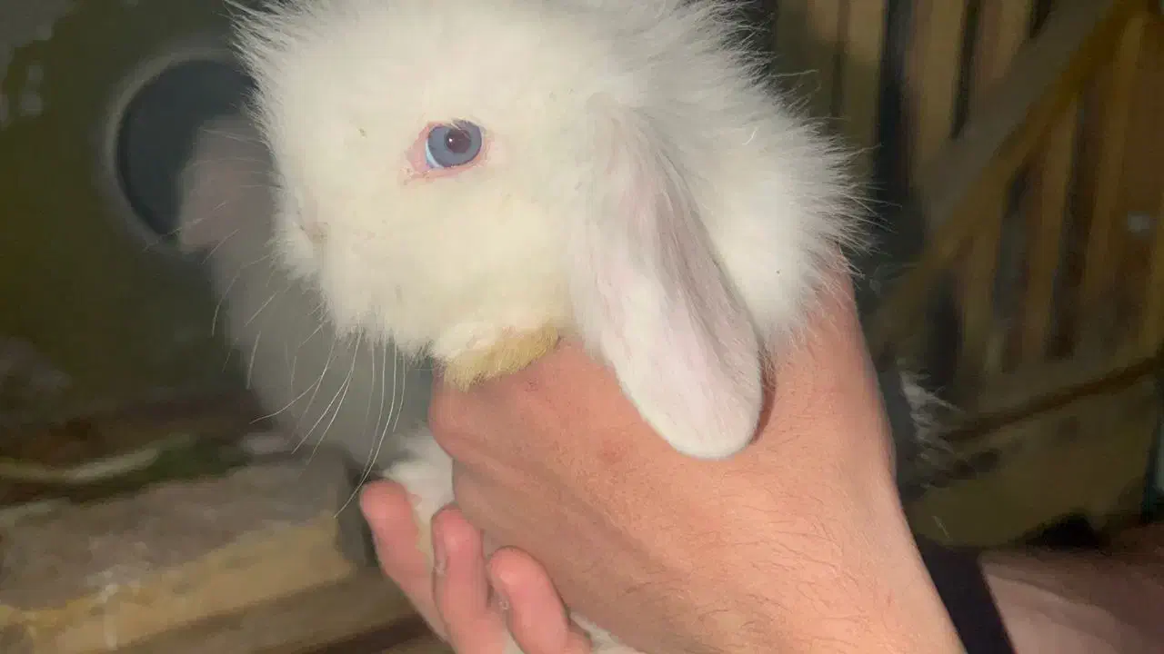 خرگوش لوپ|موش و خرگوش|شاهینشهر, شهرک میلاد|دیوار