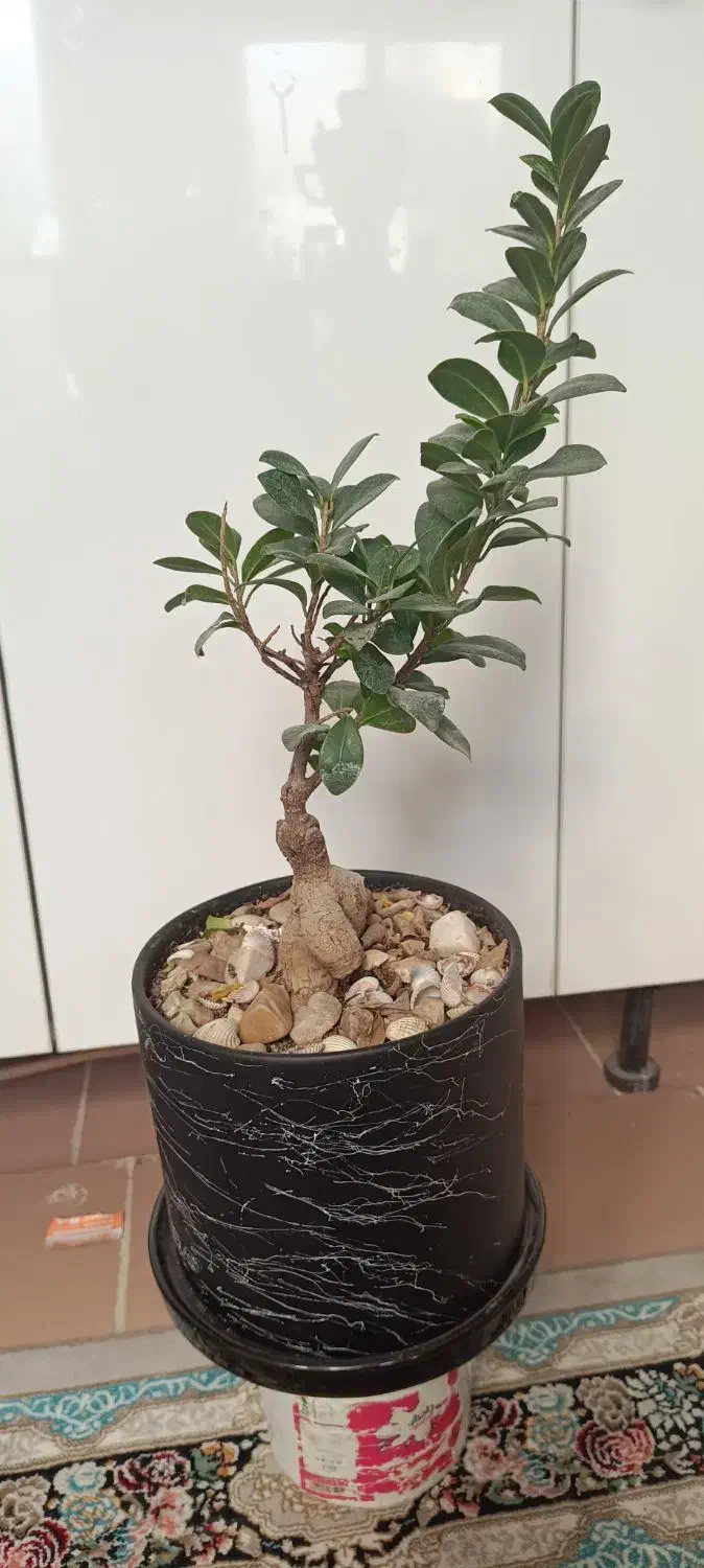 بن سای|گل و گیاه طبیعی|قم, منبع آب|دیوار