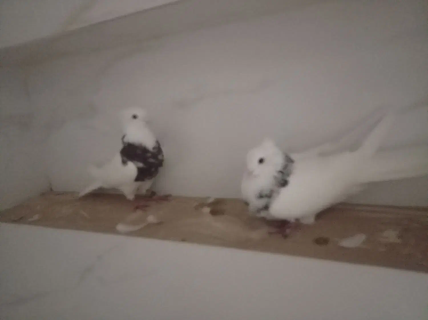 طوقی|پرنده|بندر گناوه, |دیوار