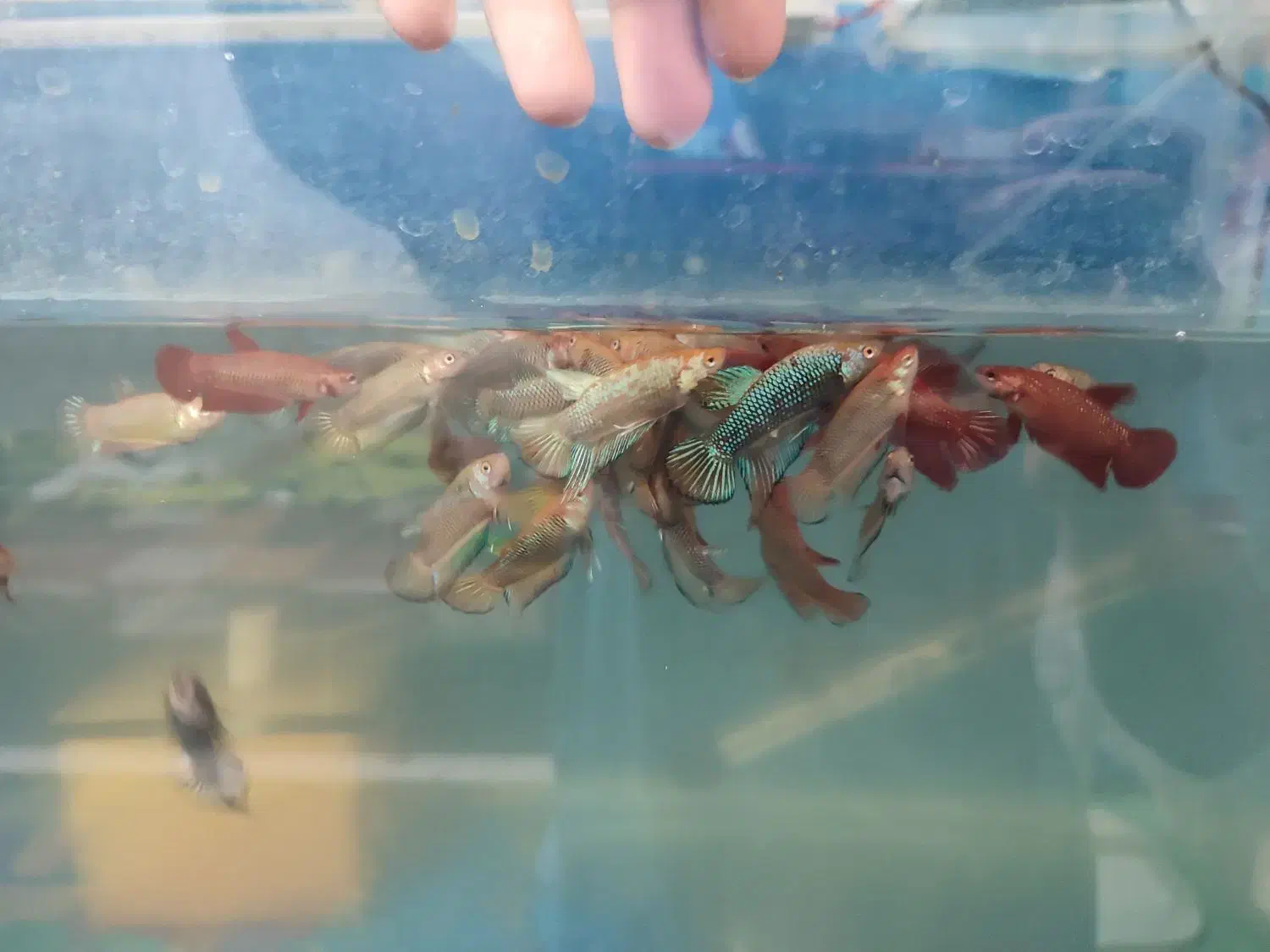 فایتر بتا|ماهی|تهران, الهیه|دیوار