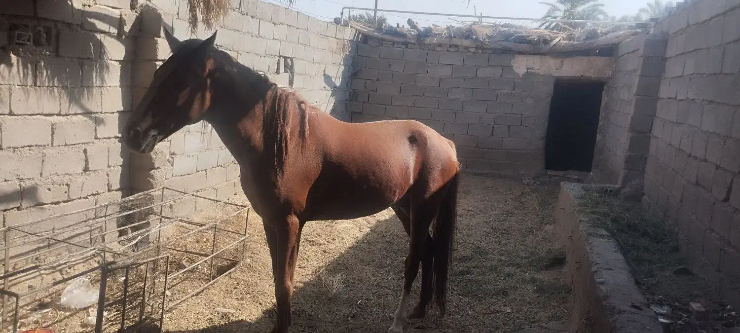 اسب عرب|اسب و تجهیزات اسبسواری|گنبکی, |دیوار