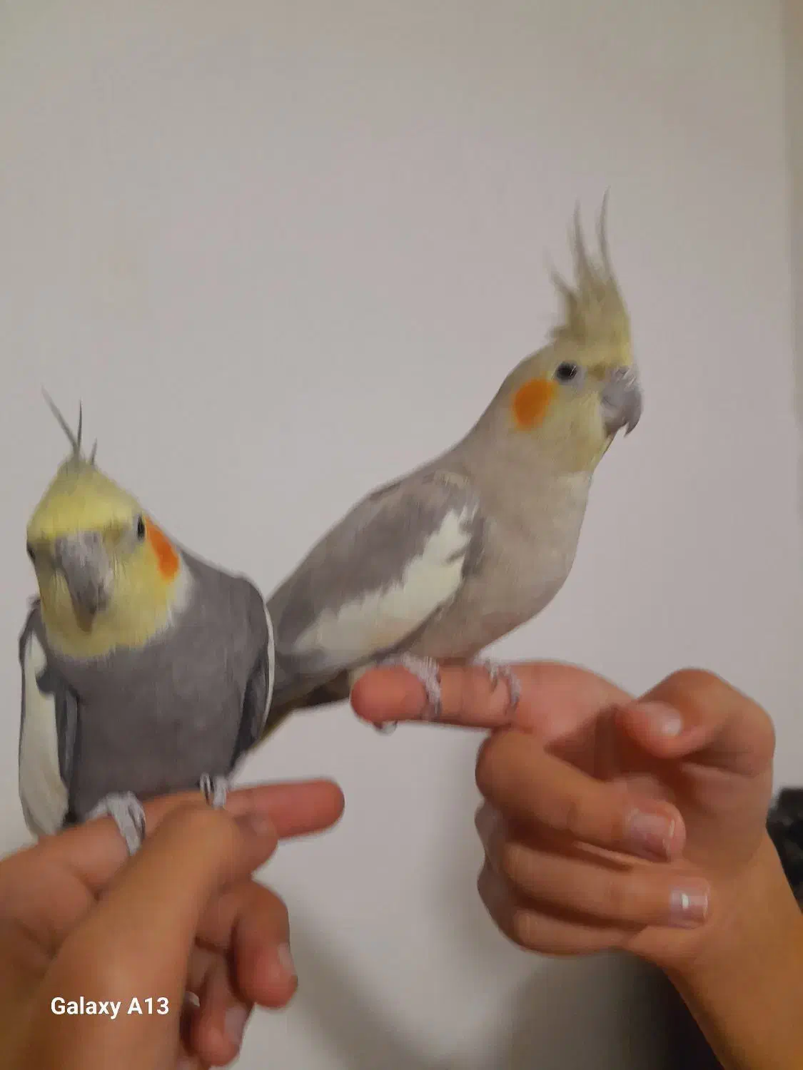 عروس هلندی مولد اهلی وسخن گو|پرنده|ماکو, |دیوار