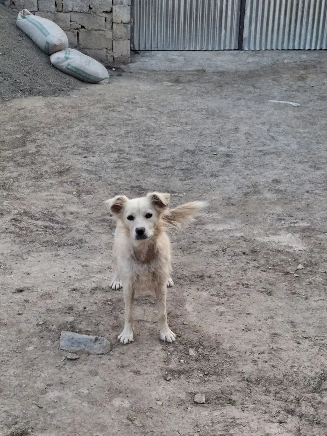 پا کوتاه|سگ|خنداب, |دیوار