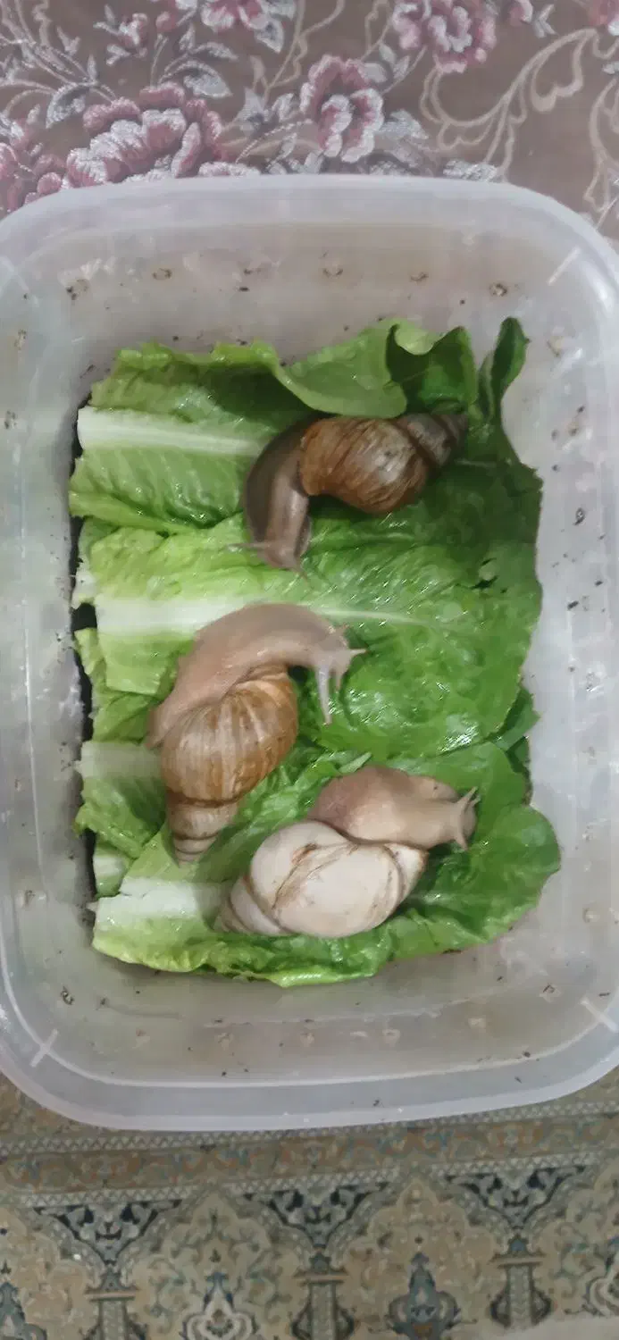 حلزون|خزنده|رفسنجان, |دیوار