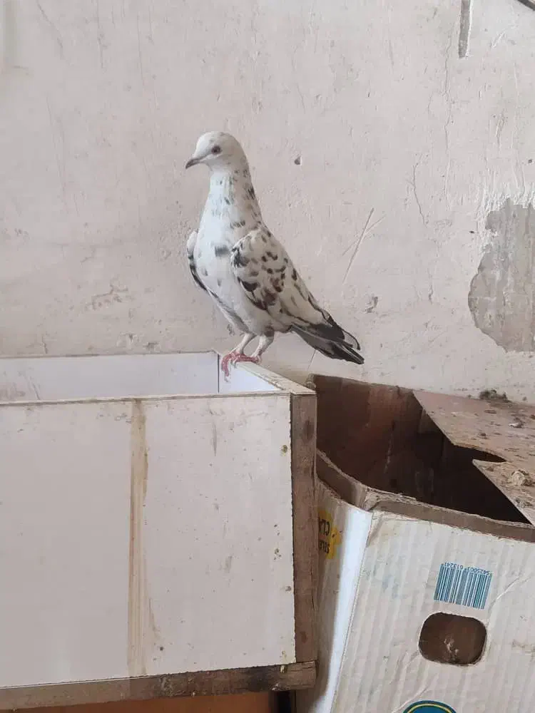 کبوترپرشی|پرنده|قم, باغ کرباسی|دیوار