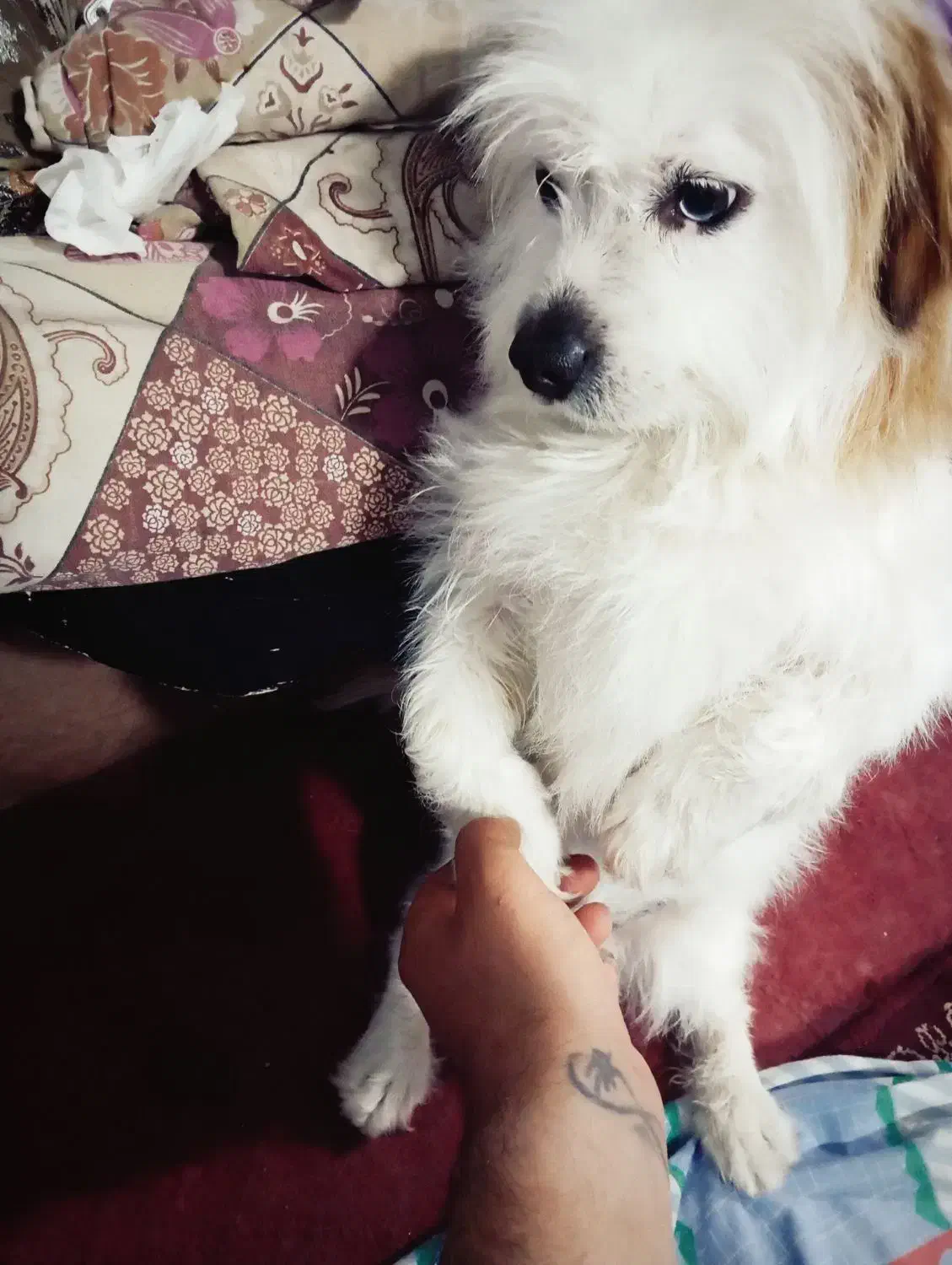 گمشده|حیوانات|محمدیه-قزوین, |دیوار