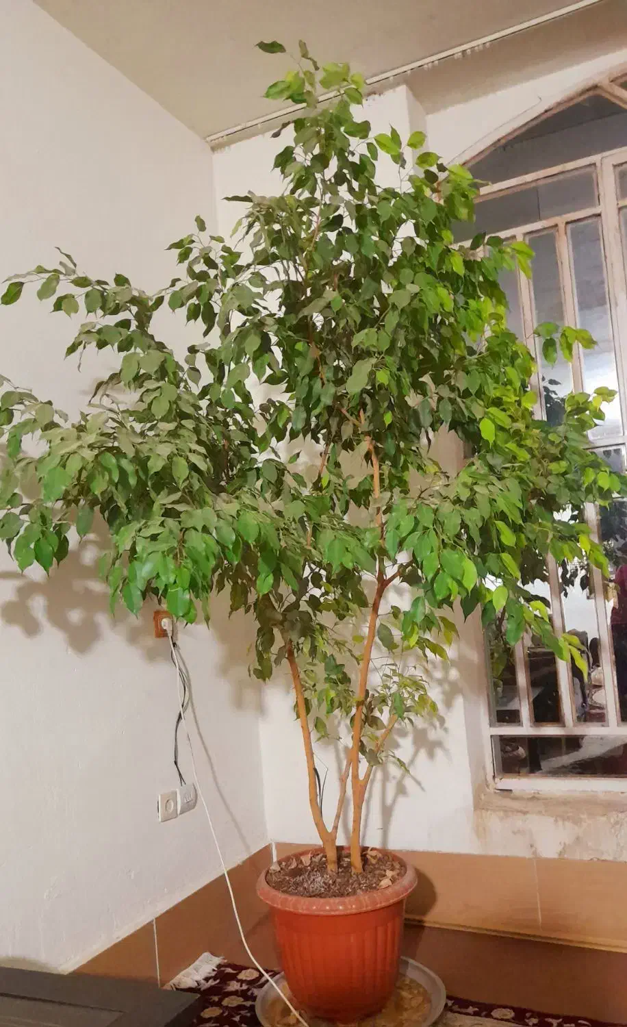 گل طبیعی|گل و گیاه طبیعی|بیضا, |دیوار