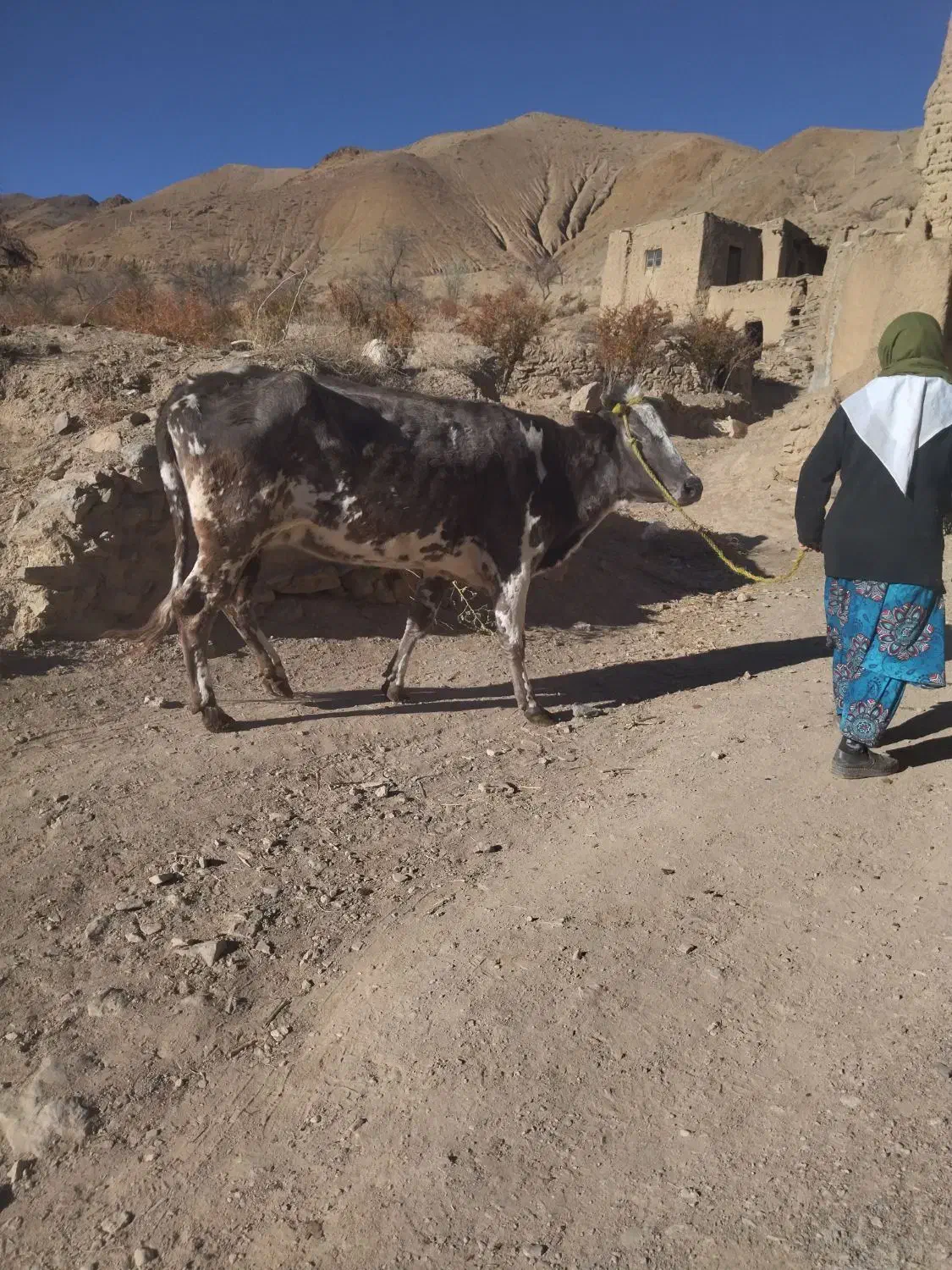 گاو|حیوانات مزرعه|درمیان, |دیوار