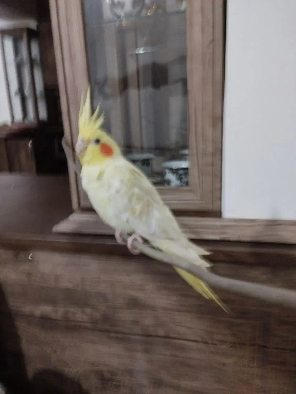 عروس هلندی|پرنده|لیسار, |دیوار