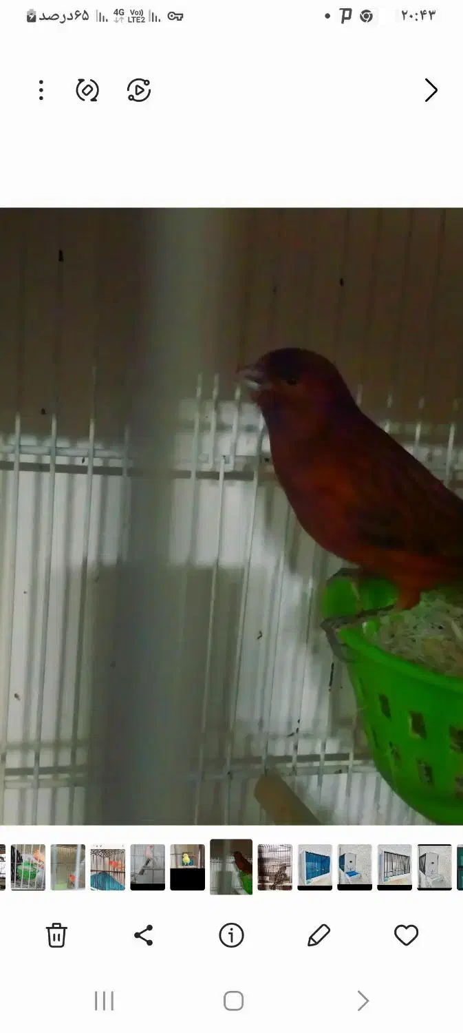 فروش تعدادی قناری رنگی اورژینال|پرنده|بابلسر, |دیوار