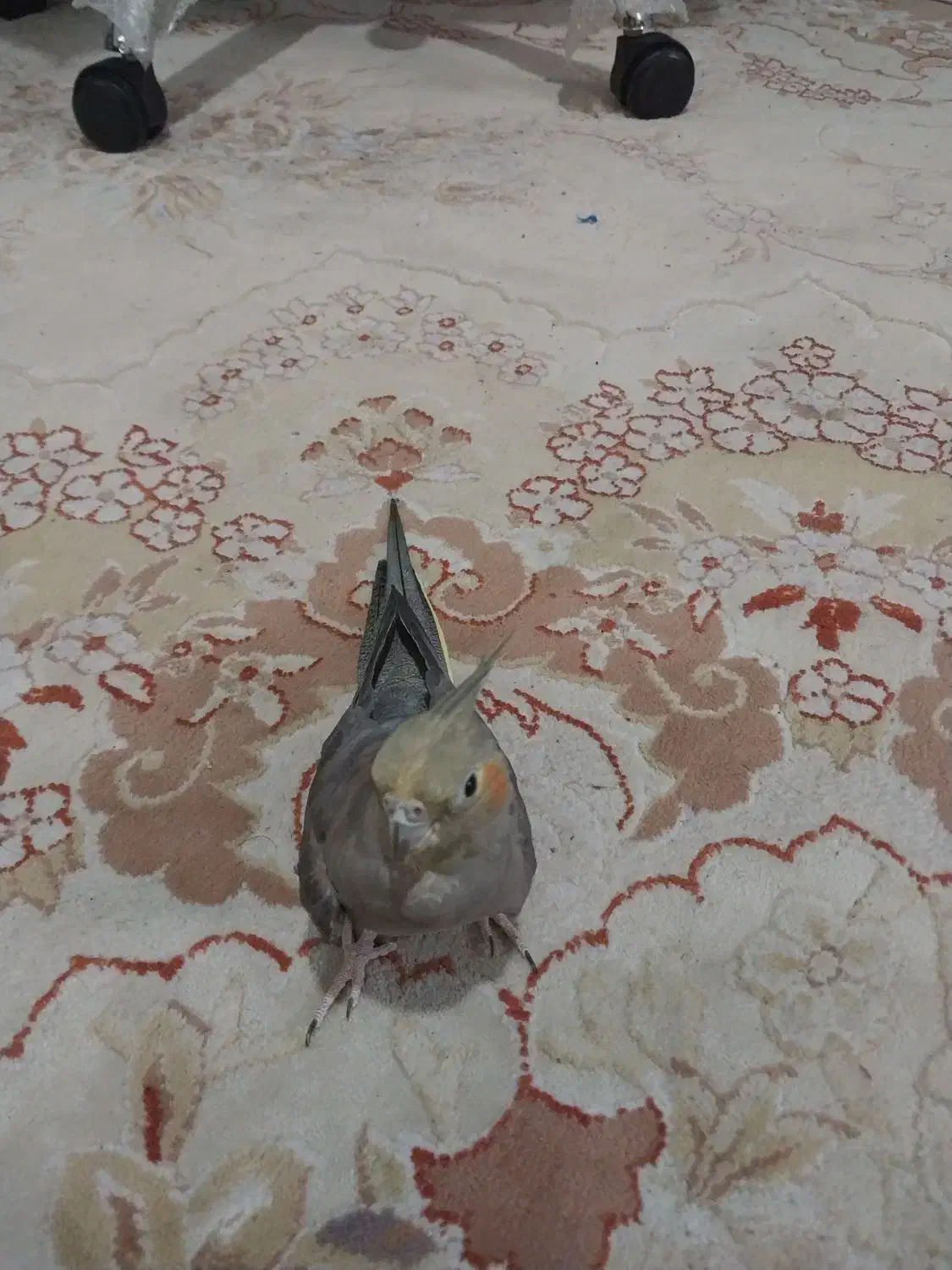 فروش یک جفت عروس هلندی بالغ تخم گزار|پرنده|کتالم و سادات شهر, |دیوار