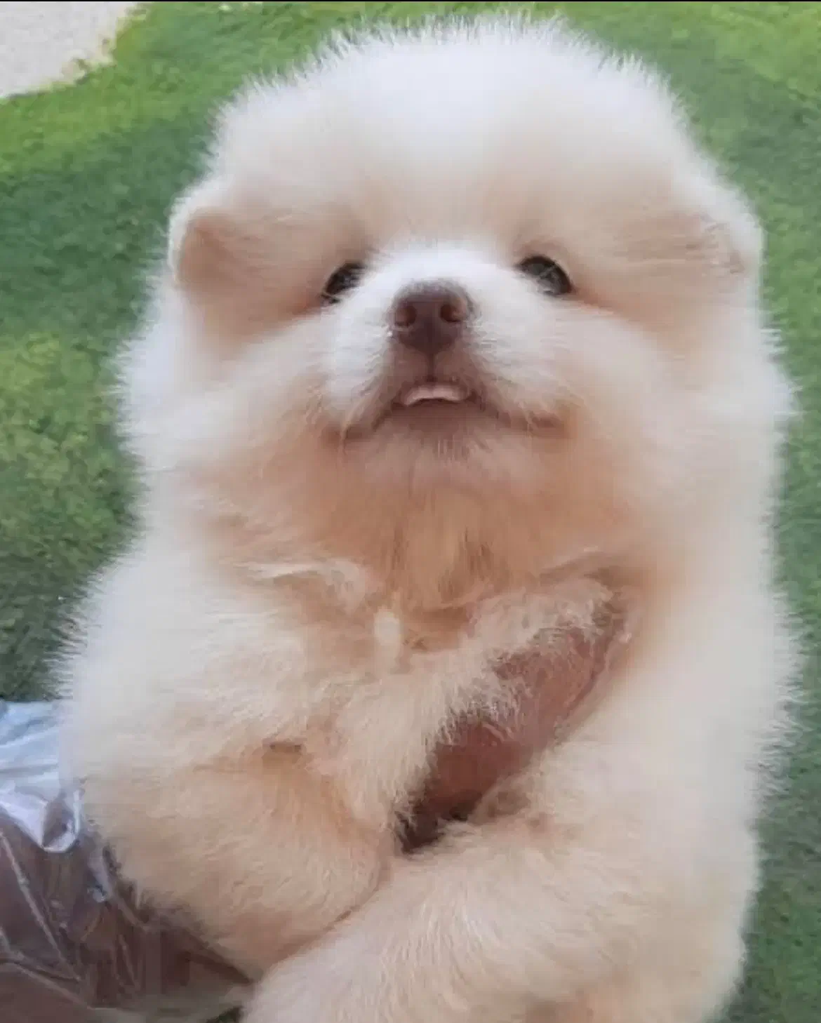 پامر خرسی و روباهی وارداتی(پامرانین)سگ پاکوتاه|سگ|کرمانشاه, |دیوار